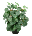 Konstvxt Fittonia 340